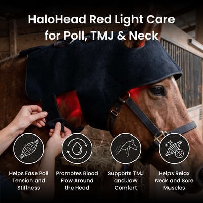 HorseHalo™ HaloHead